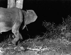 Martin & Osa Johnson, The elefant at the Lake Paradise, 1923–27