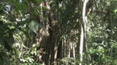 Ursula Biemann, videostills from Biosemiotic Borneo, 2016